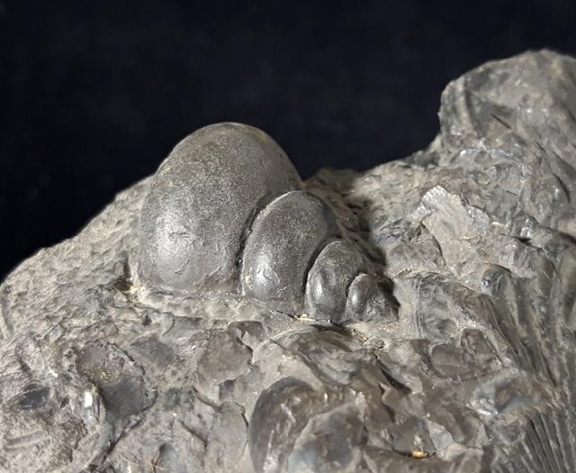 Tylotrochus subimbricata (ORBIGNY 1850) - Bild © FossNet FossilienStore